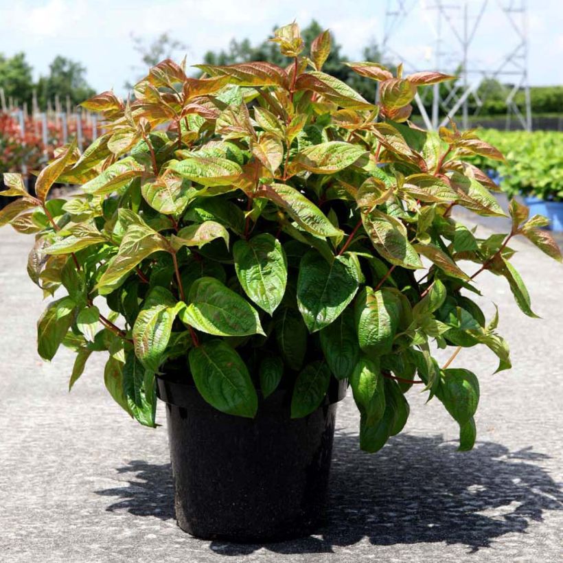 Weigela Wings of Fire  (Port)