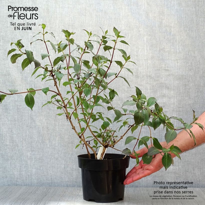 Spécimen de Weigela Wings of Fire  Pot de 3L/4L tel que livré en été