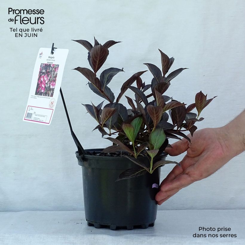 Spécimen de Weigela florida Alexandra - Weigélia Pot de 2L/3L tel que livré en été