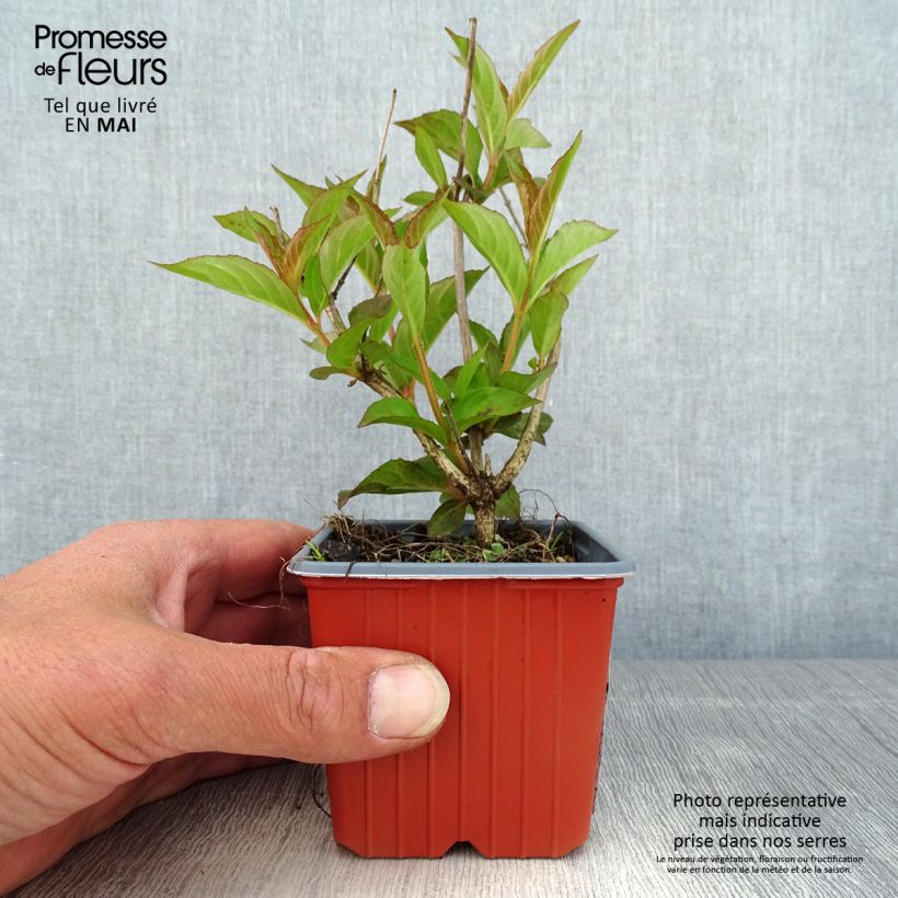 Spécimen de Weigela florida Bristol Ruby en godet de 9cm tel que livré au printemps
