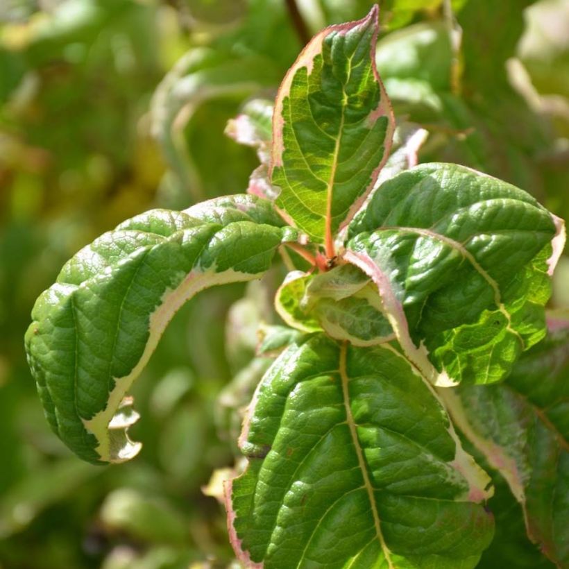 Weigela florida Caricature - Weigélia (Feuillage)