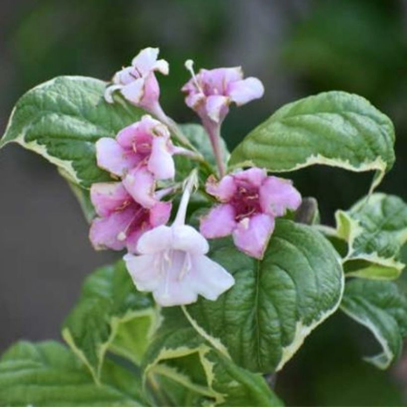 Weigela florida Caricature - Weigélia (Floraison)