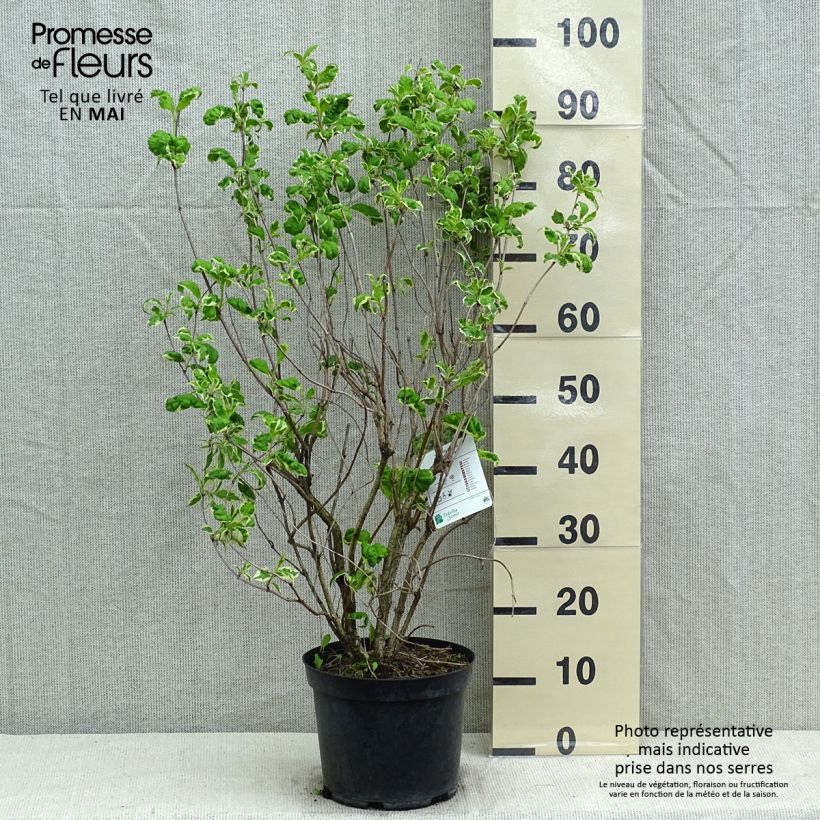 Spécimen de Weigela florida Caricature - Weigélia Pot de 5L tel que livré au printemps