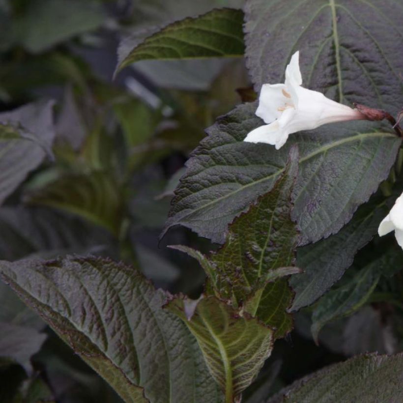 Weigela florida Ebony and Ivory (Feuillage)