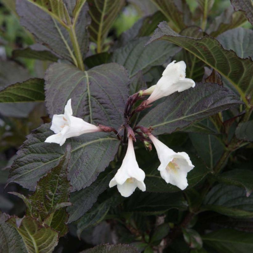 Weigela florida Ebony and Ivory (Floraison)