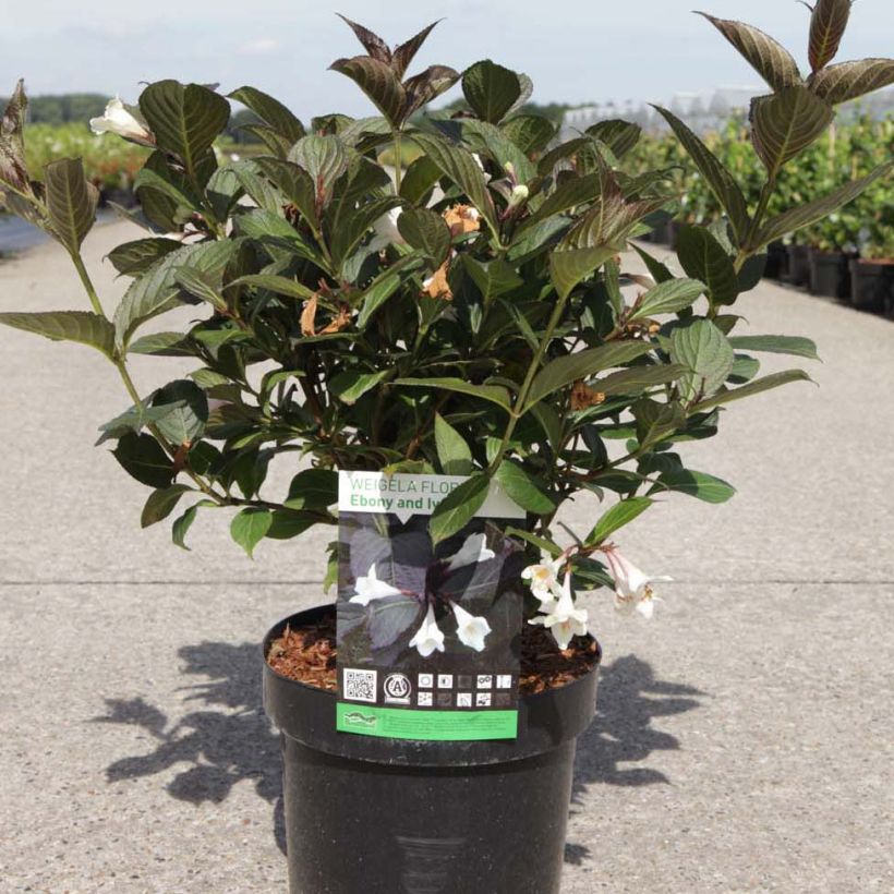 Weigela florida Ebony and Ivory (Port)