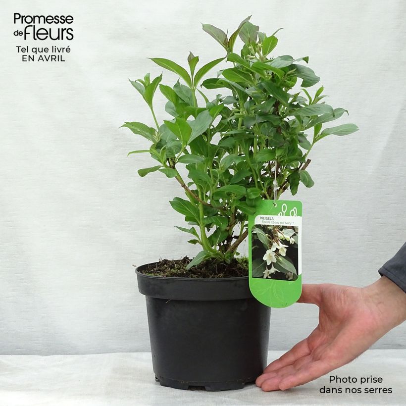 Spécimen de Weigela florida Ebony and Ivory en pot de 3/4L tel que livré au printemps