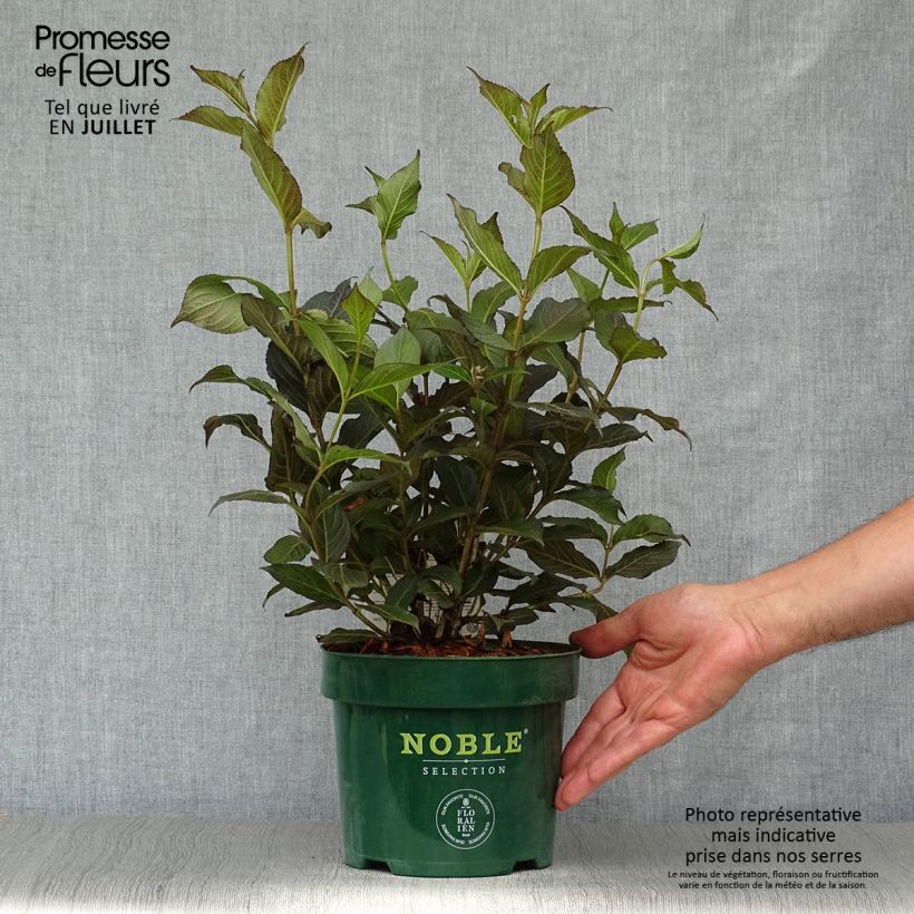 Spécimen de Weigela florida Ebony and Ivory Pot de 3L/4L tel que livré en été