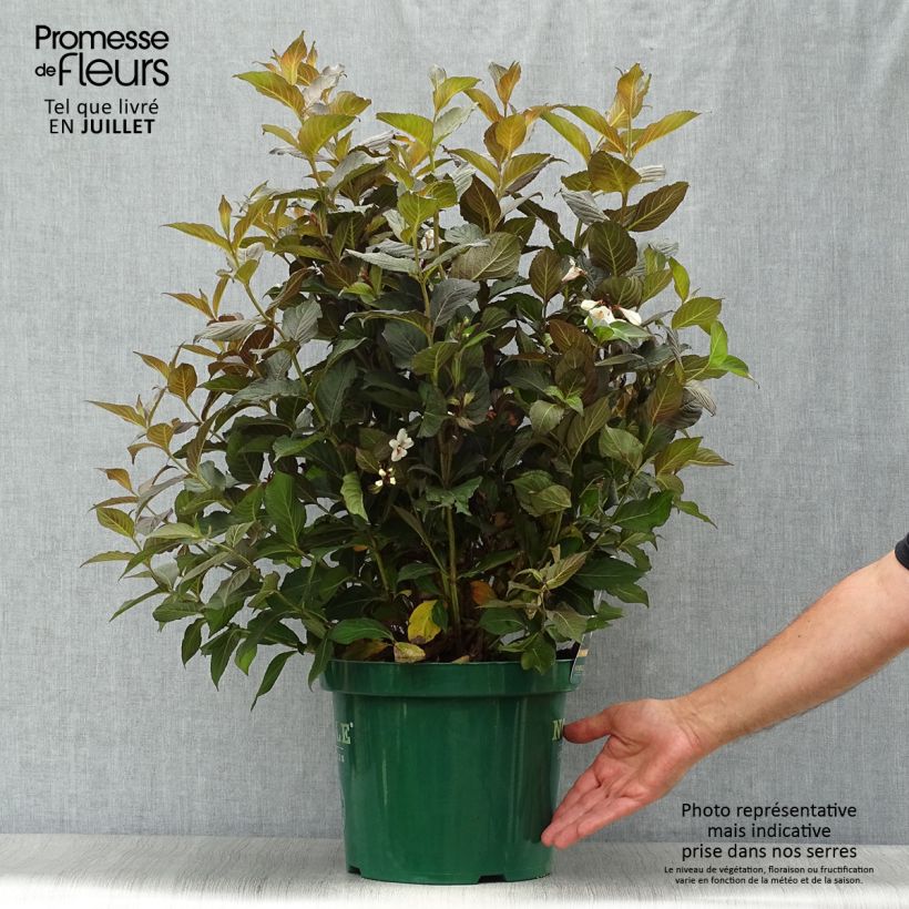 Spécimen de Weigela florida Ebony and Ivory Pot de 7,5L/10L tel que livré en été
