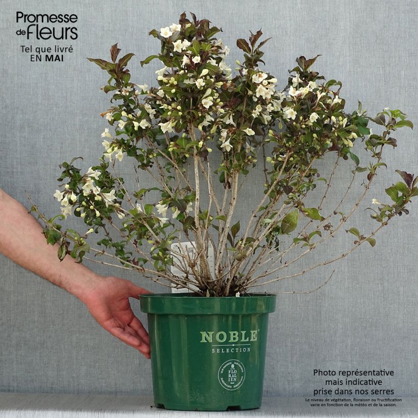 Spécimen de Weigela florida Ebony and Ivory en pot de 7,5l/10l tel que livré au printemps