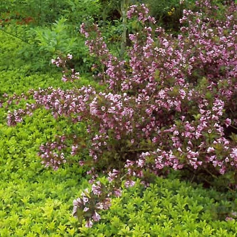 Weigela florida Foliis Purpureis - Weigela florida Purpurea - Weigelia pourpre (Port)