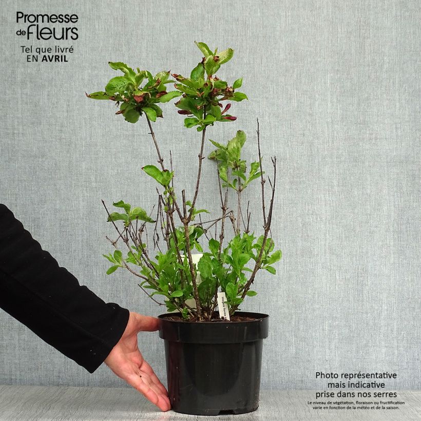 Spécimen de Weigela florida Korea Pot de 2L/3L tel que livré au printemps