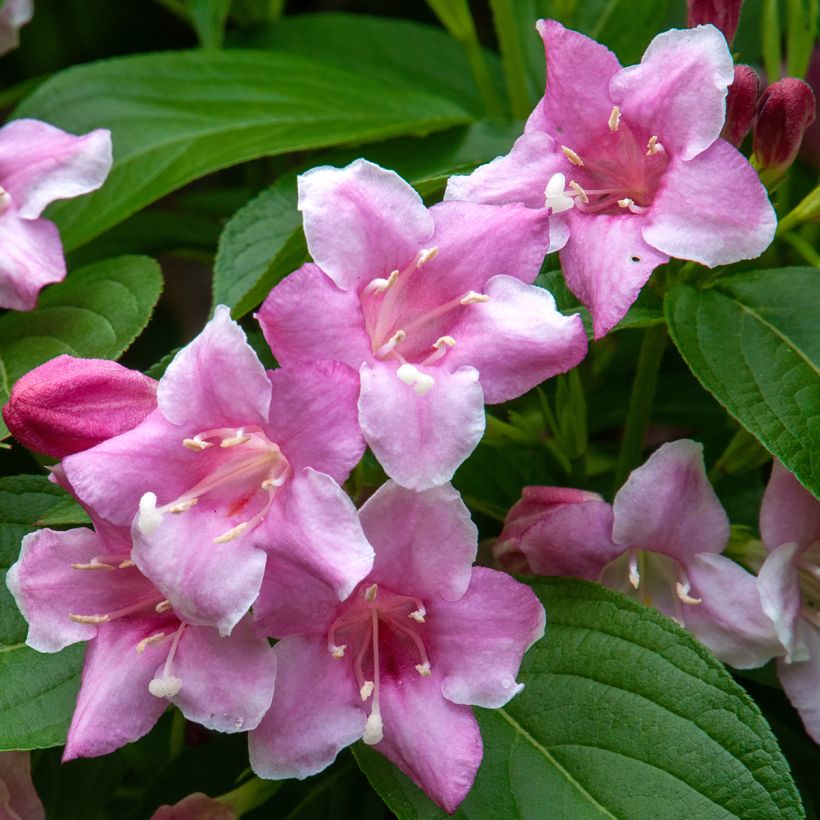 Weigela florida Korea (Floraison)