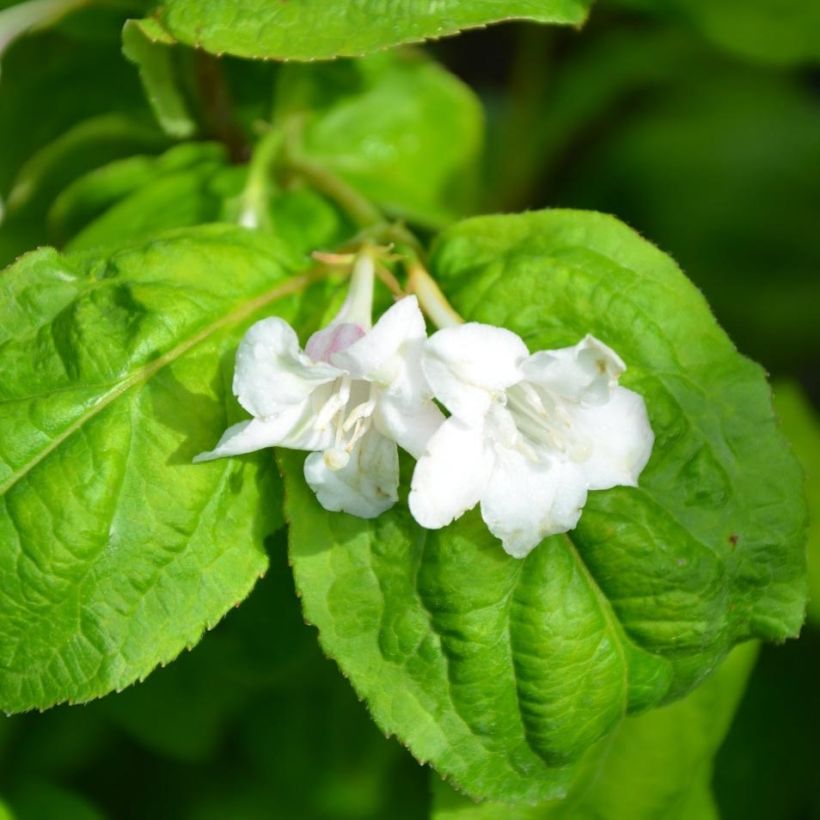 Weigela florida Lime Monster (Floraison)