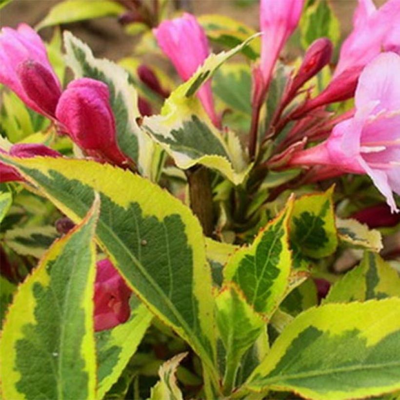 Weigela florida Magical Rainbow (Feuillage)