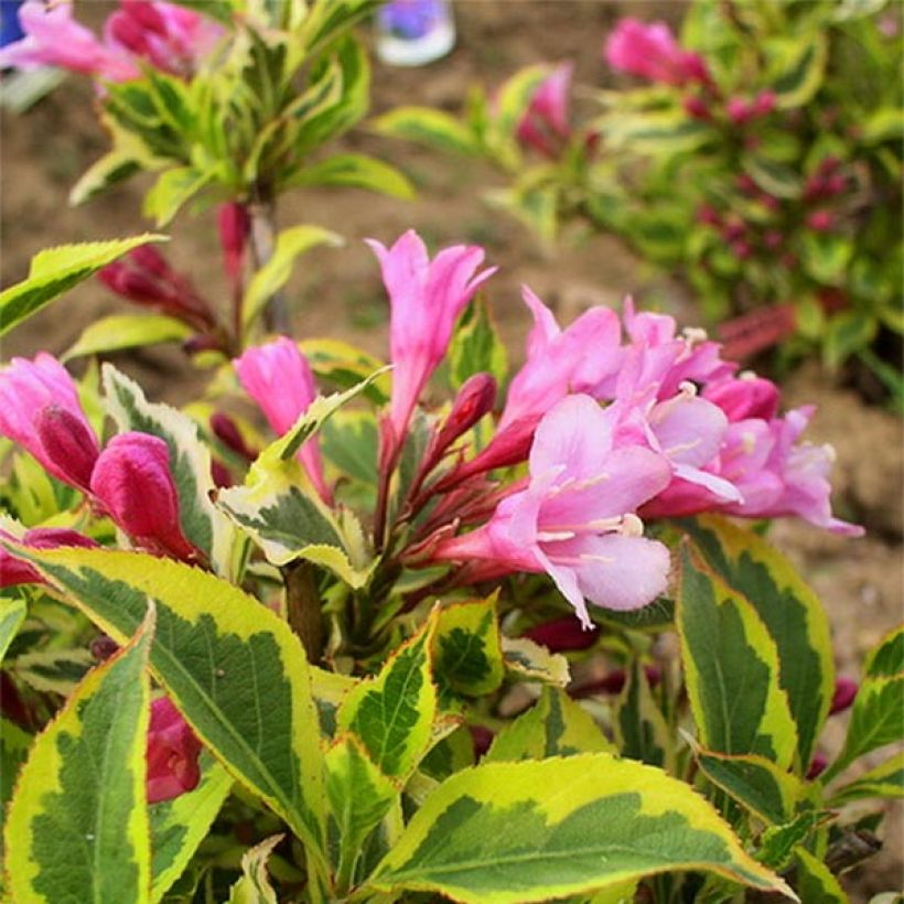 Weigela florida Magical Rainbow (Floraison)