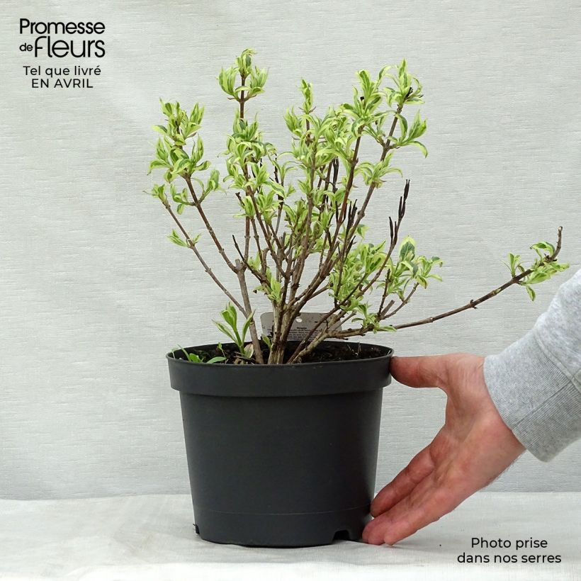 Spécimen de Weigela florida Magical Rainbow Pot de 3L/4L tel que livré au printemps