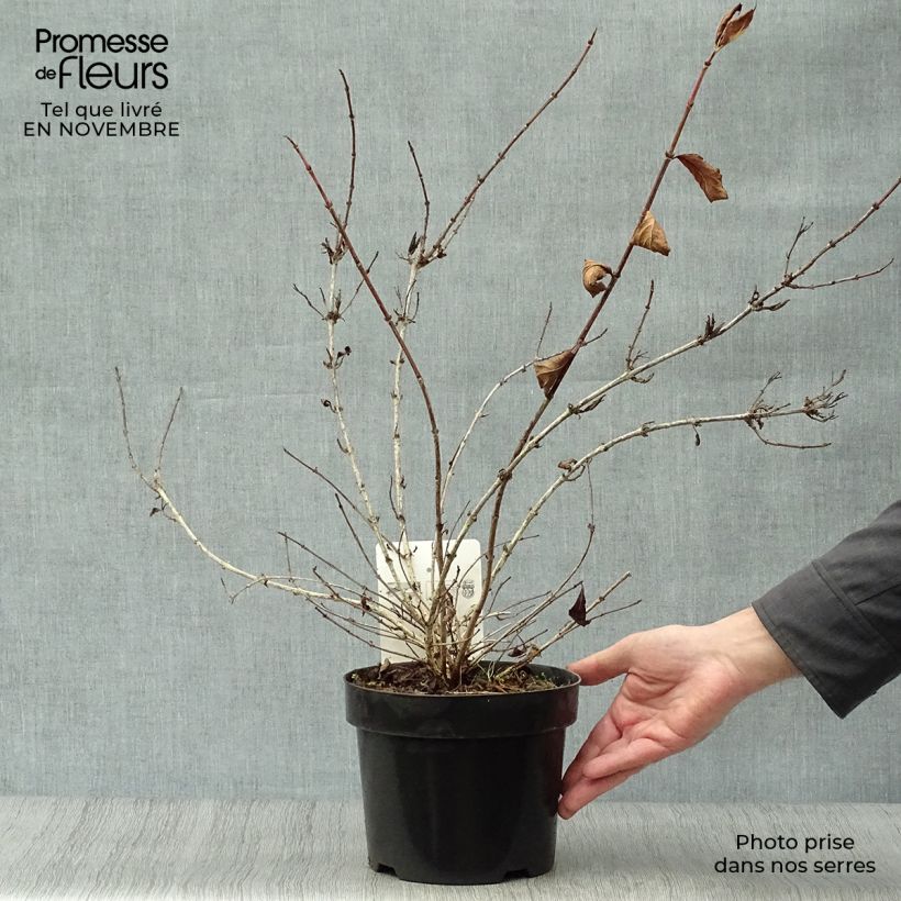 Spécimen de Weigela florida Magical Rainbow Pot de 3L/4L tel que livré en automne