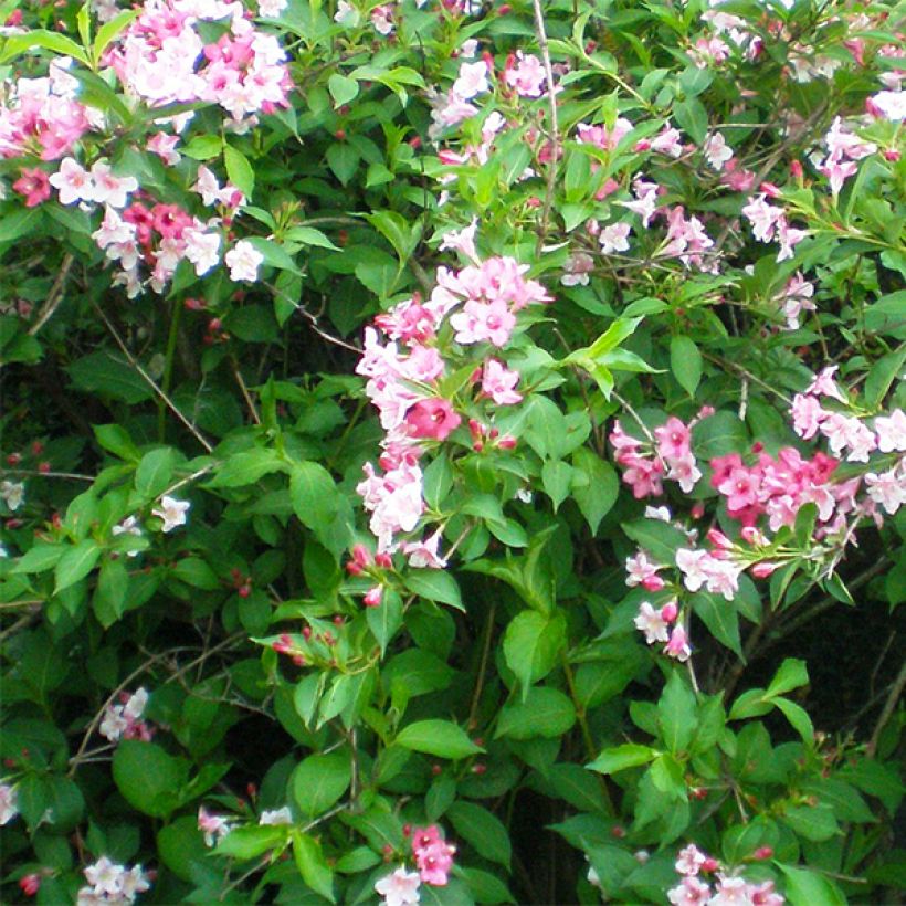 Weigela florida Marjorie (Floraison)