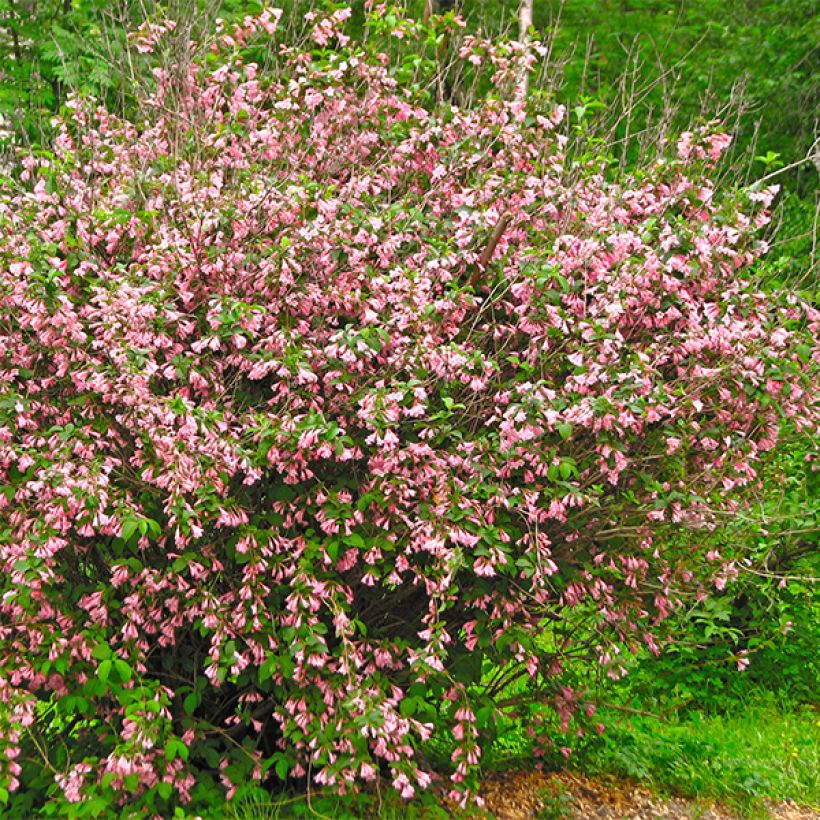 Weigela florida Marjorie (Port)