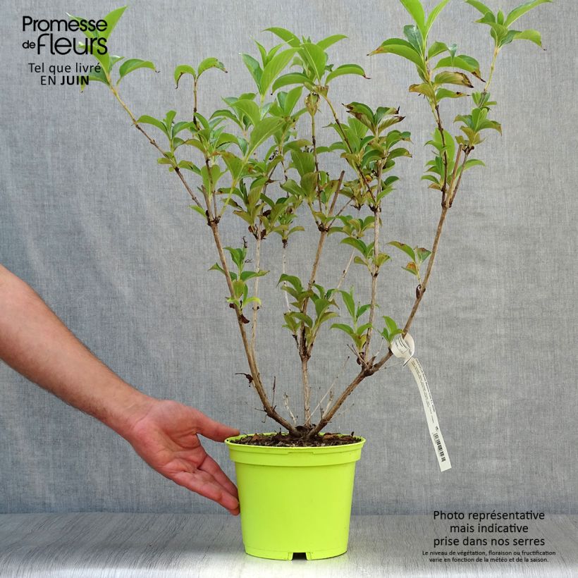 Spécimen de Weigela florida Marjorie Pot de 2L/3L tel que livré en été