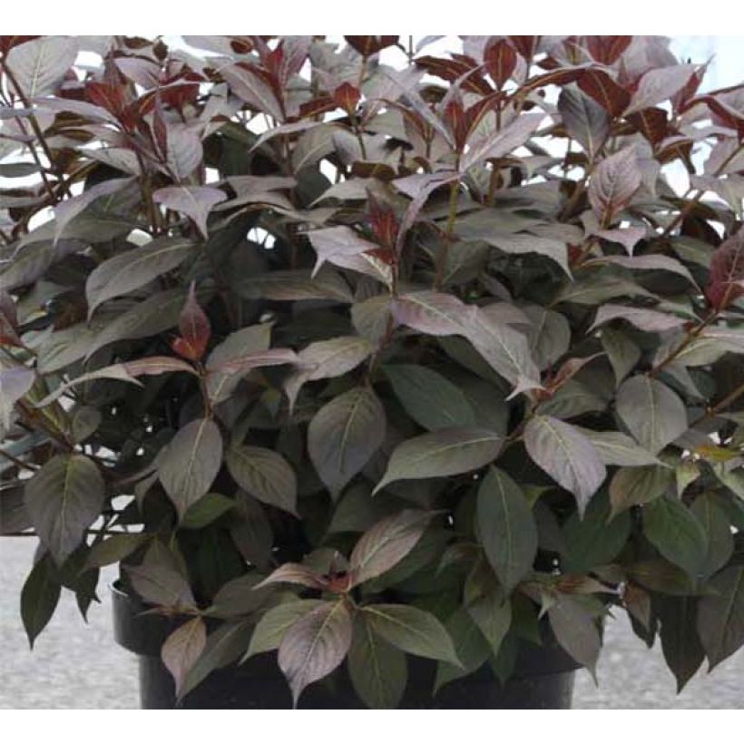 Weigela florida Minor Black (Feuillage)