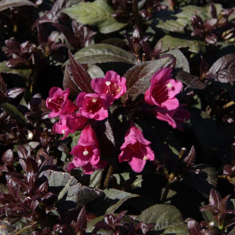 Weigela florida Minor Black (Floraison)