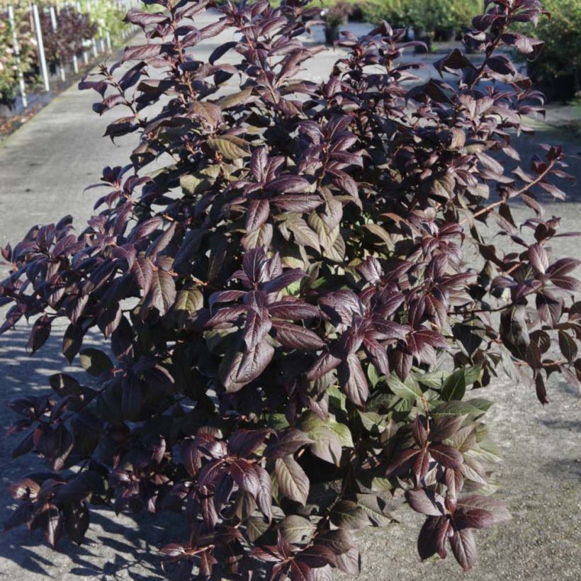 Weigela florida Minor Black (Port)