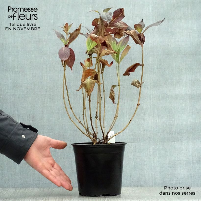 Spécimen de Weigela florida Minor Black tel que livré en automne
