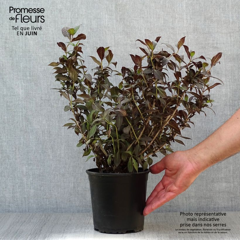 Spécimen de Weigela florida Minor Black Pot de 2L/3L tel que livré en été