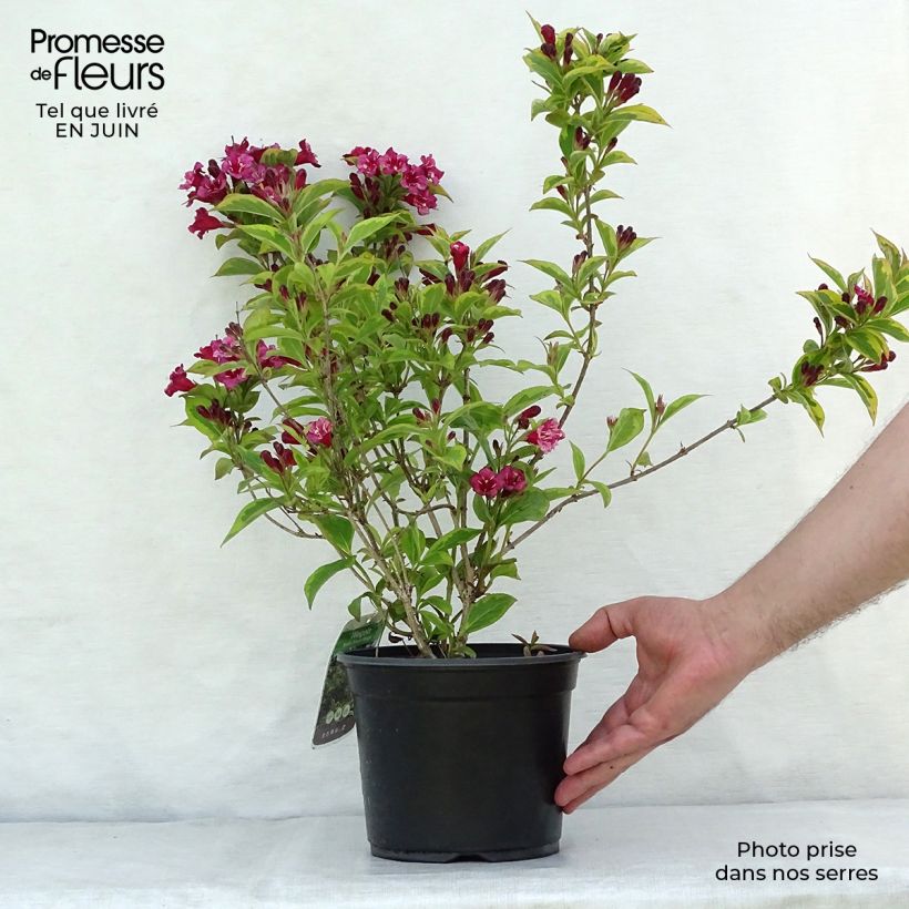 Spécimen de Weigela florida Brigela Pot de 2L/3L tel que livré en été