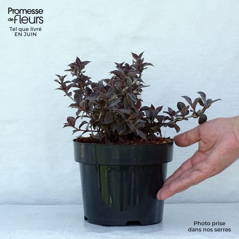 Spécimen de Weigela florida Nana Purpurea - Weigélia pourpre nain  Pot de 3L/4L tel que livré en été