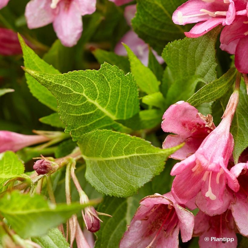 Weigela florida Picobella Rosa - Weigélia nain  (Feuillage)