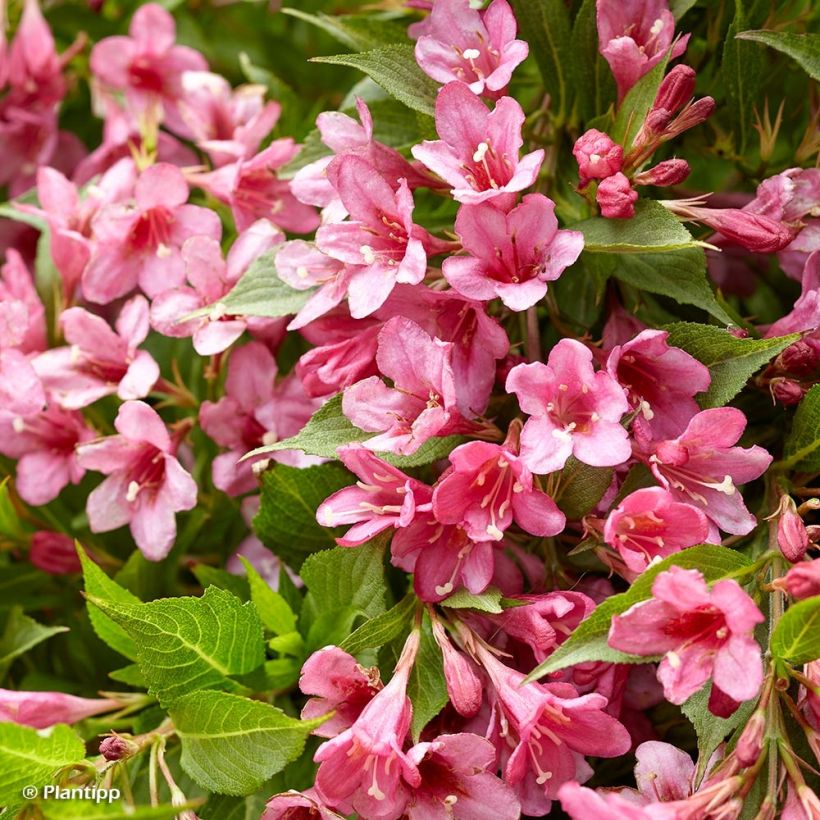 Weigela florida Picobella Rosa - Weigélia nain (Floraison)