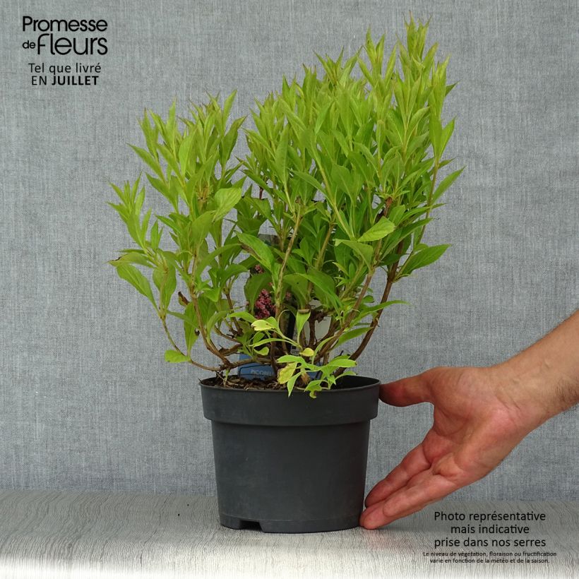 Spécimen de Weigela florida Picobella Rosa - Weigélia nain  Pot de 2L/3L tel que livré en été