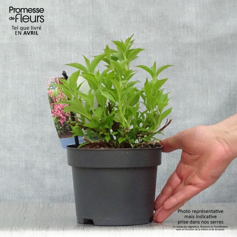 Spécimen de Weigela florida Picobella Rosa - Weigélia nain  Pot de 2L/3L tel que livré au printemps