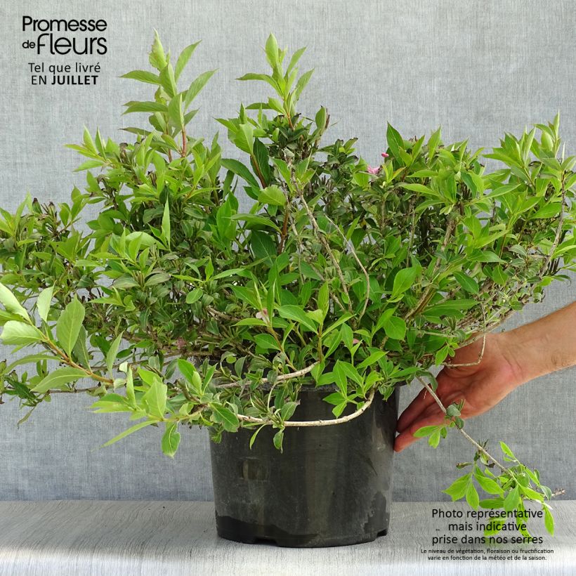 Spécimen de Weigela florida Pink Poppet Pot de 7,5L/10L tel que livré en été