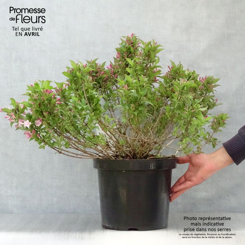Spécimen de Weigela florida Pink Poppet Pot de 10L tel que livré au printemps