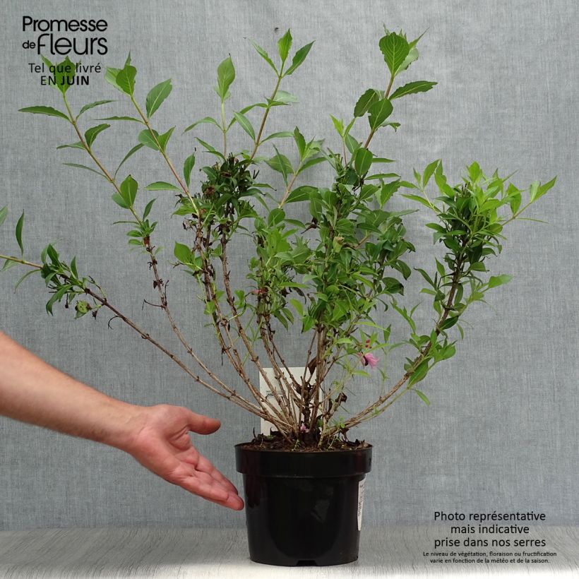 Spécimen de Weigela florida Pink Poppet Pot de 3L/4L tel que livré en été