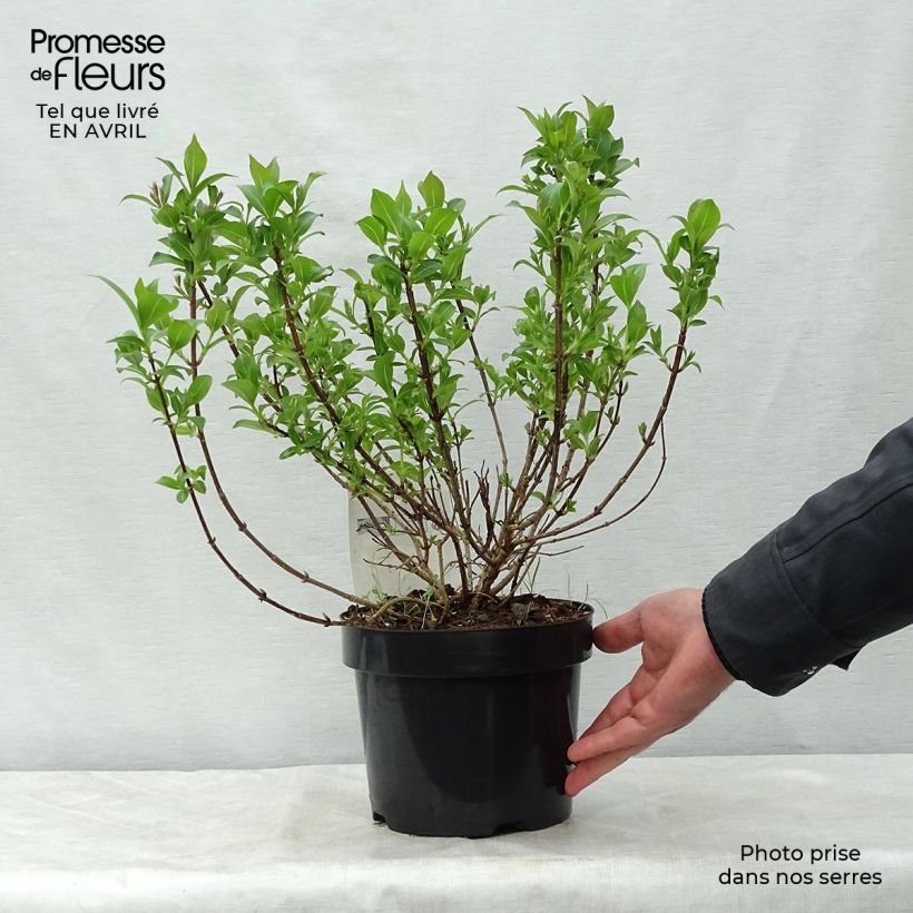 Spécimen de Weigela florida Pink Poppet Pot de 3,5L tel que livré au printemps