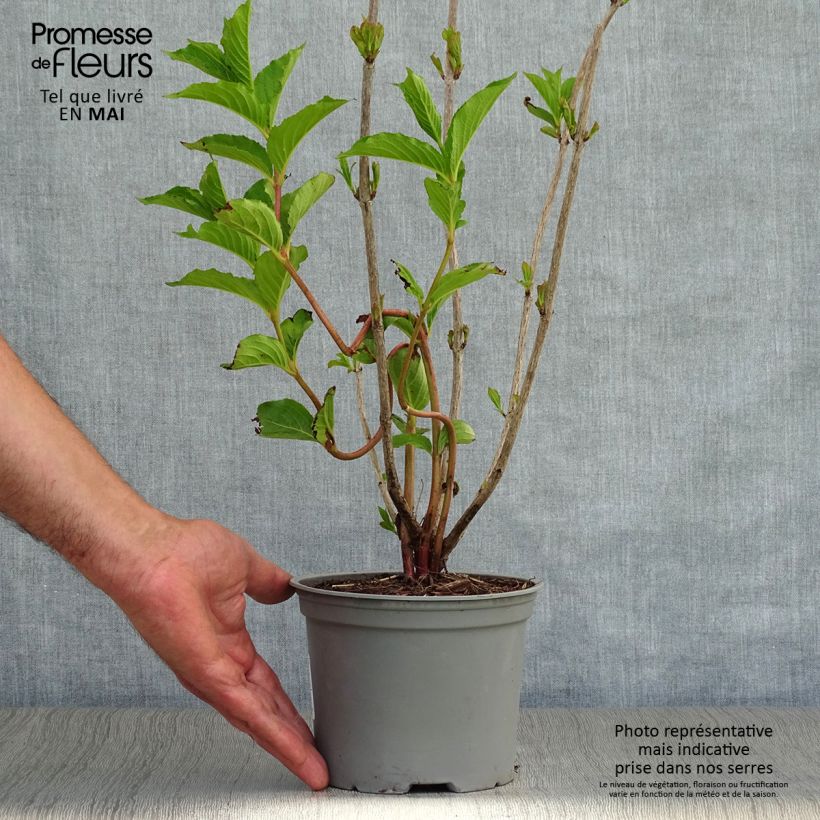 Spécimen de Weigela florida Rosea - Weigélia en pot de 2L/3L tel que livré au printemps