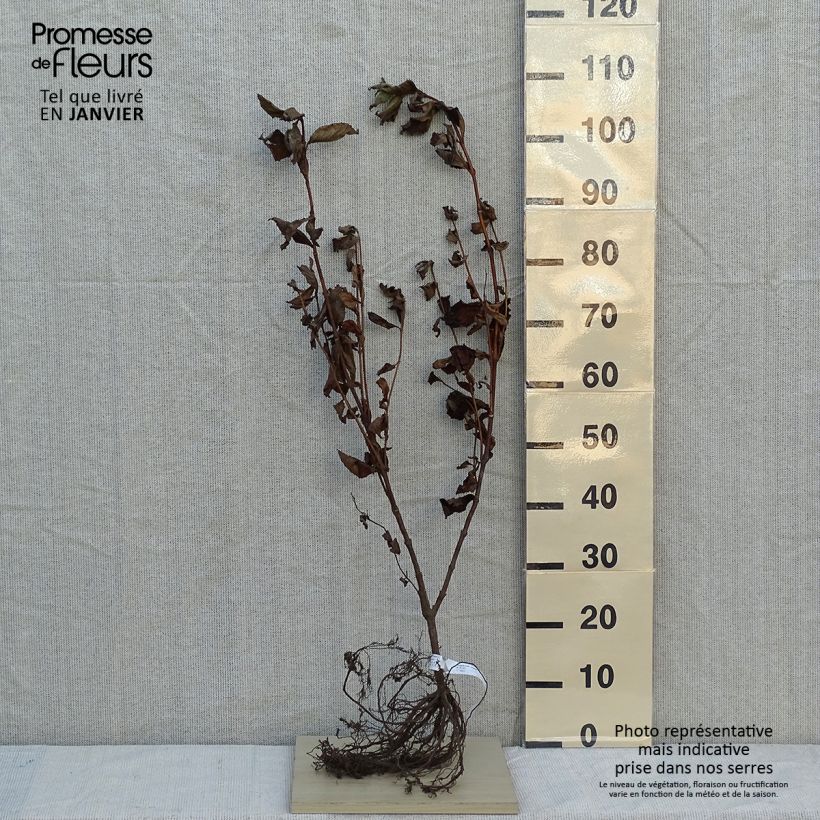 Spécimen de Weigela florida Rosea - Weigélia en racines nues tel que livré en hiver
