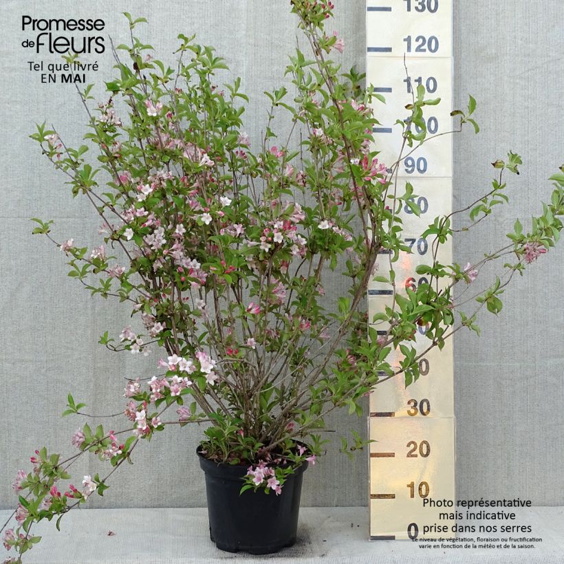 Spécimen de Weigela florida Rosea - Weigélia livré en pot de 7,5L/10L tel que livré au printemps