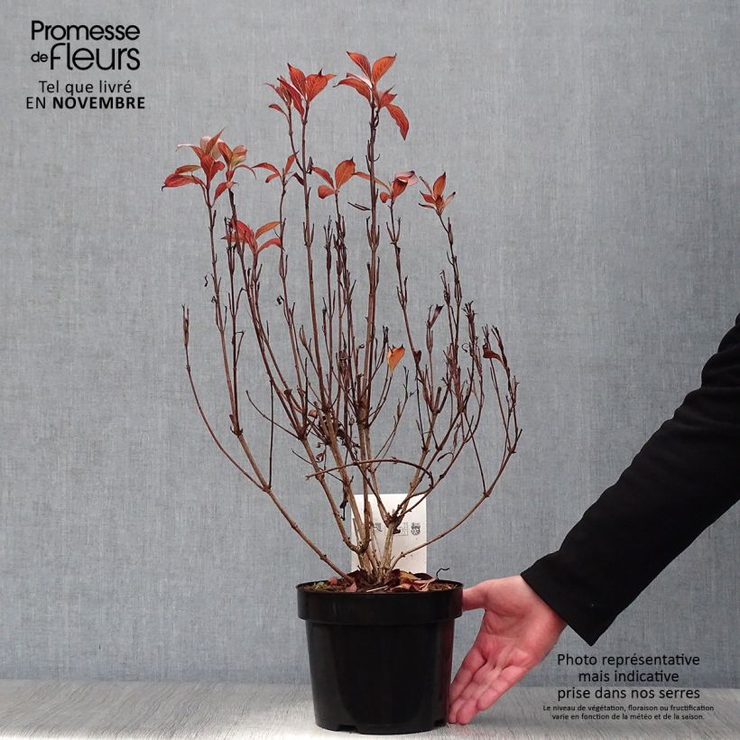 Spécimen de Weigela florida Victoria tel que livré en automne