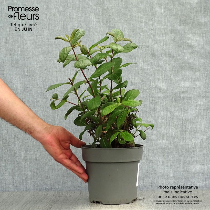 Spécimen de Weigela florida Vintage Love Pot de 2L/3L tel que livré en été