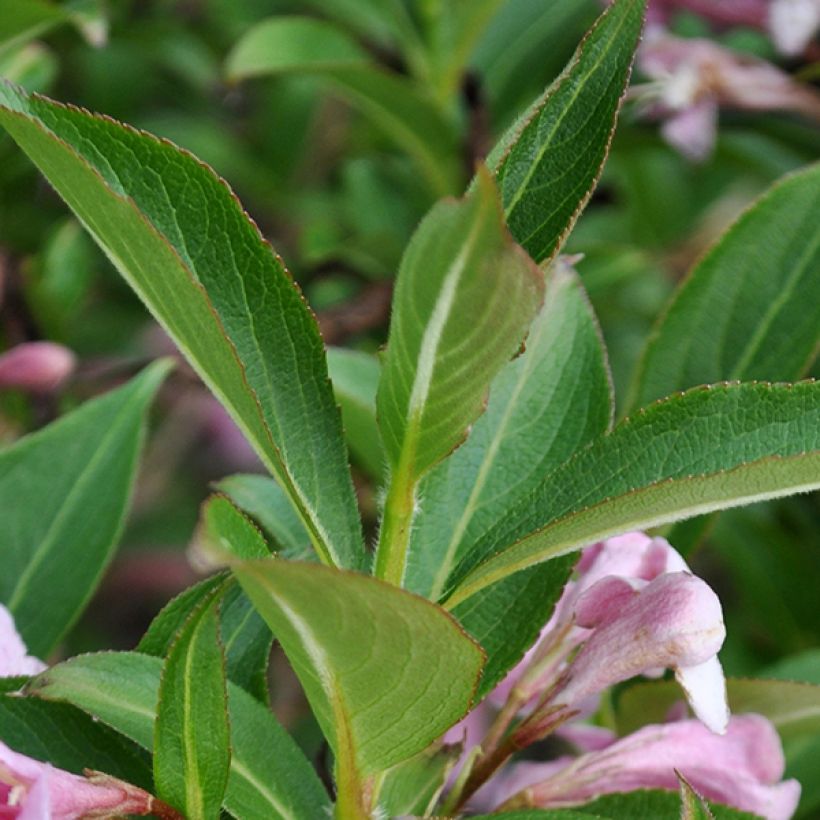 Weigela florida Pink Poppet (Feuillage)