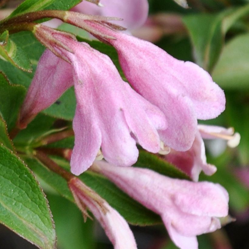 Weigela florida Pink Poppet (Floraison)