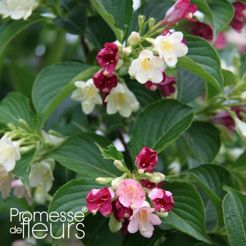 Weigela hybride Carnaval (Feuillage)