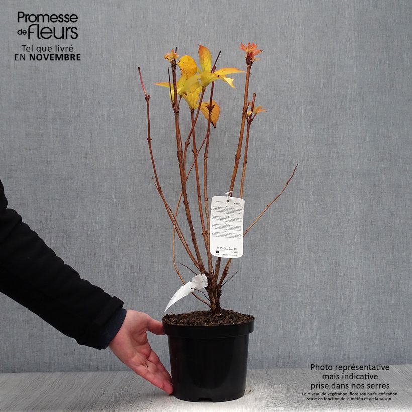 Spécimen de Weigela hybride Carnaval Pot de 3L/4L tel que livré en automne