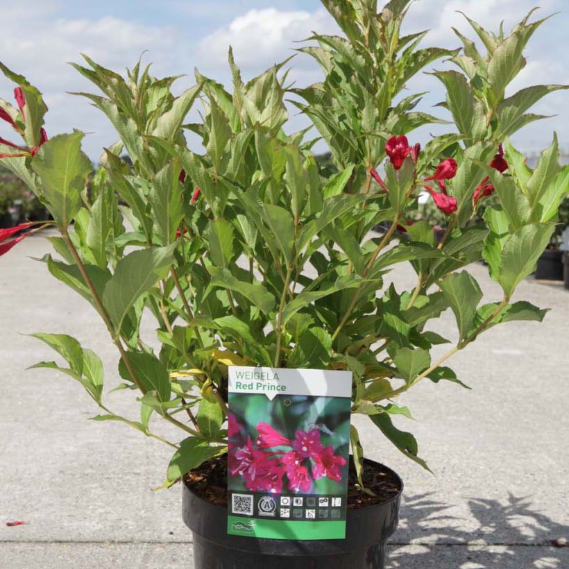 Weigela hybride Red Prince (Port)